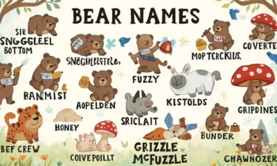 funny bear names