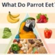 what do parrots eat