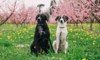 Can Dogs Have Peaches