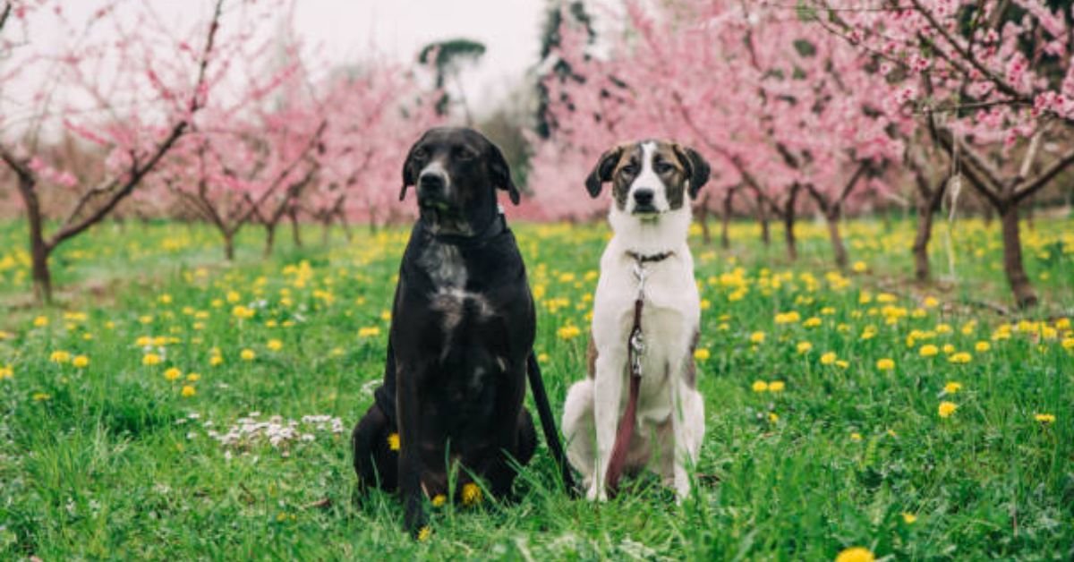 Can Dogs Have Peaches