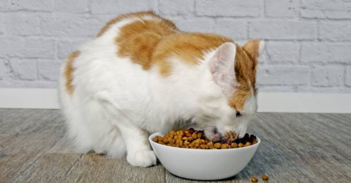 Fancy Feast Cat Food