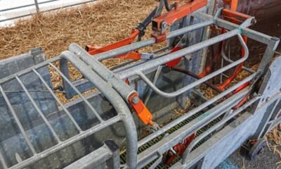 Cattle Handling Equipment